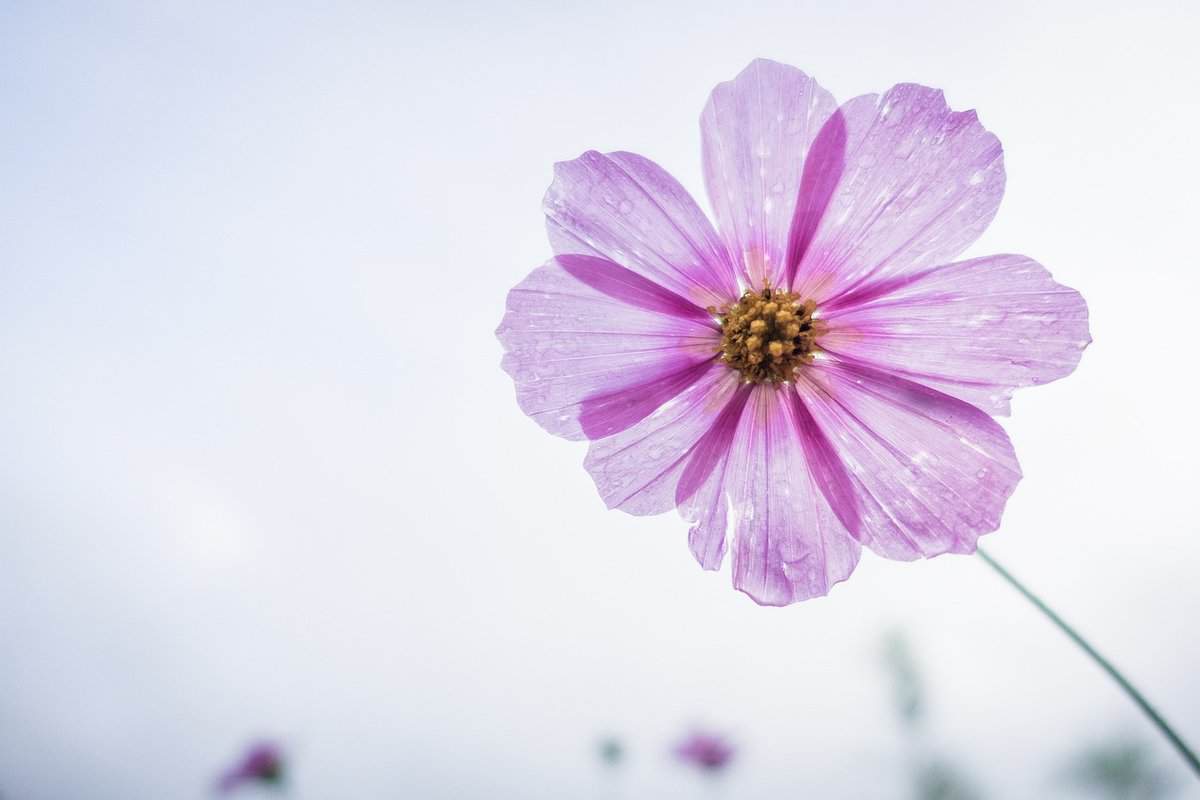 cosmos flower, purple, flower, petals, bloom, blossom, flora, beautiful flowers, nature, flower background, flower wallpaper, plant, single flower, flowering plant, close up